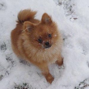 Meet your Posher, Chole sue-pat